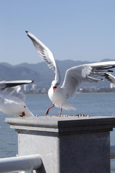海鸥情感表达_海鸥叫声代表什么