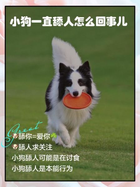 小狗摇尾巴是开心吗_狗狗舔人代表什么