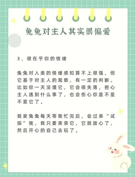 小兔情感表达_如何读懂小兔情绪