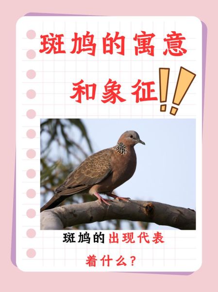 斑鸠叫声代表什么_斑鸠情感表达有哪些