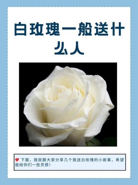 白色玫瑰代表什么花语_白色玫瑰适合送谁