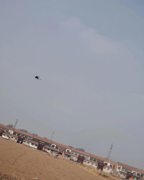 飞鸟为什么孤独_飞鸟如何表达情感