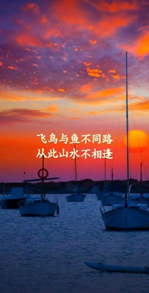 飞鸟为什么孤独_飞鸟如何表达情感