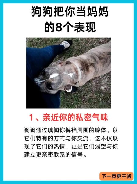 狗妈情感表达_狗狗为什么总盯着我看