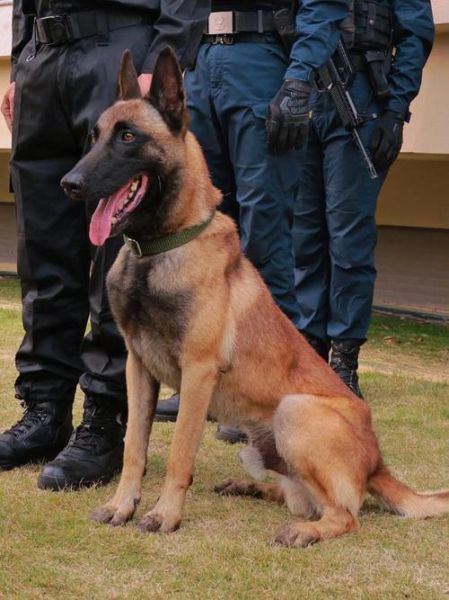 小警犬会哭吗_小警犬情绪识别方法