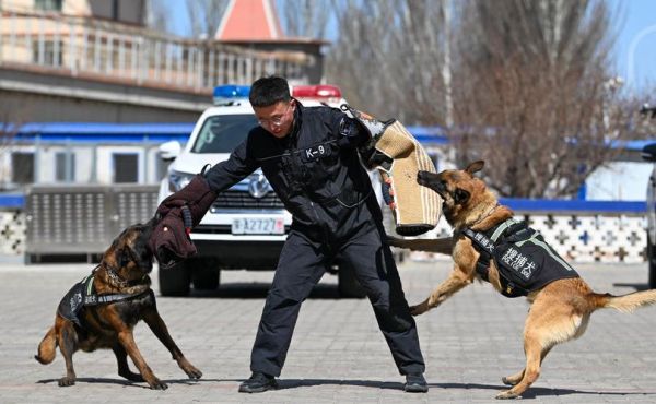 小警犬会哭吗_小警犬情绪识别方法