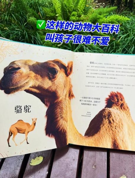 DK动物百科适合几岁读_如何高效做读书笔记