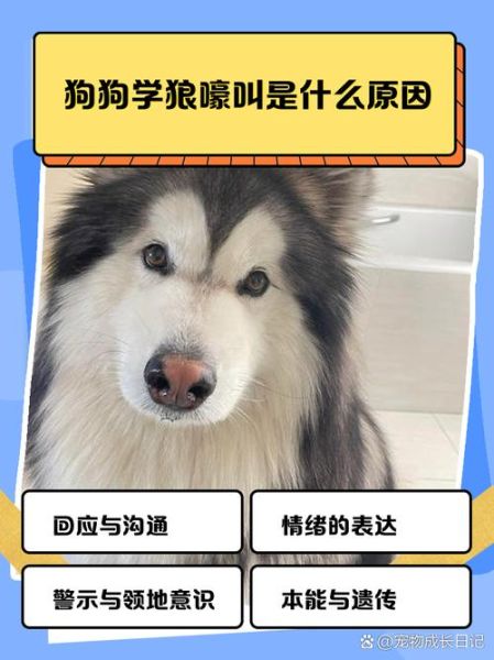 哈士奇表达情感方式_哈士奇为什么总狼嚎
