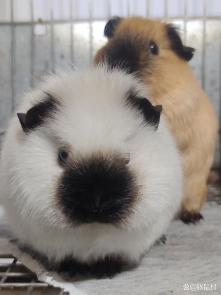 豚鼠高兴的表现有哪些_豚鼠咕噜咕噜叫是什么意思