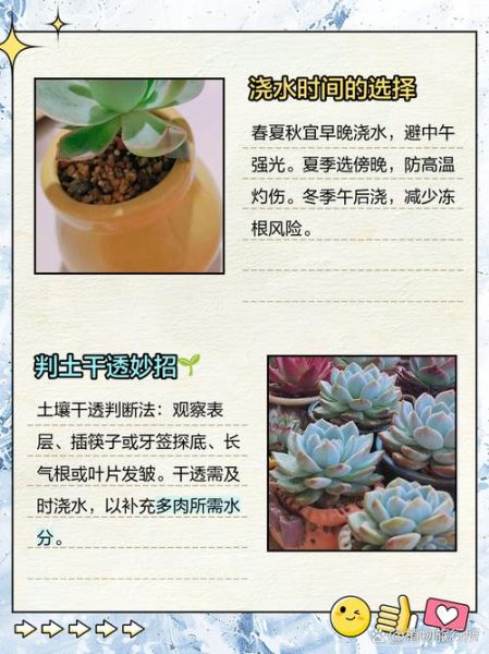 多肉植物多久浇一次水_新手如何养多肉