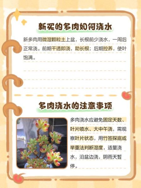 多肉植物多久浇一次水_多肉植物怎么养才爆盆